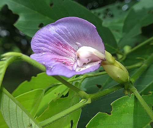 Clitoria fairchildiana